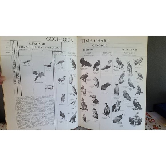 Birds of Prey of the World - Picture 5 of 10